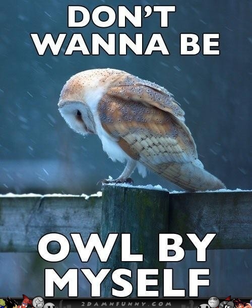 dont-wanna-be-owl-by-myself-funny-sad-meme-picture